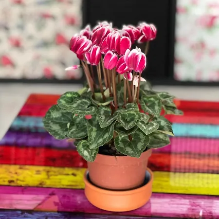 Il Di Leo Semesterbostad