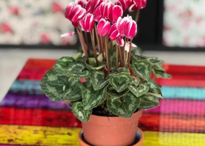 Il Di Leo Holiday home